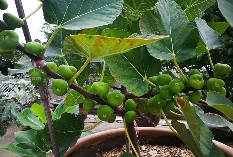 在家就能种的5种果，挂果率高，很好养，漂亮好吃，果子一串串