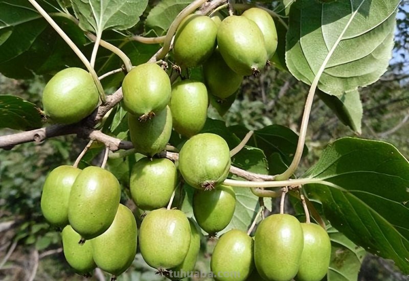 在家就能种的5种果，挂果率高，很好养，漂亮好吃，果子一串串