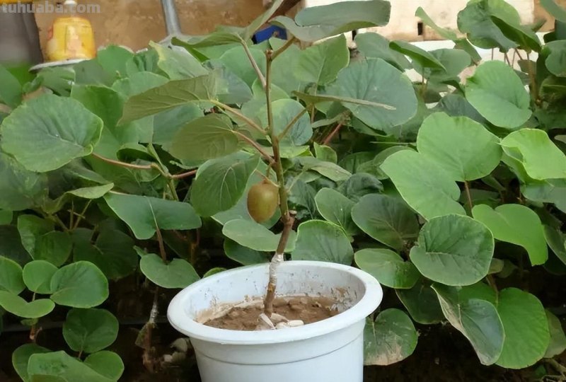 在家就能种的5种果，挂果率高，很好养，漂亮好吃，果子一串串