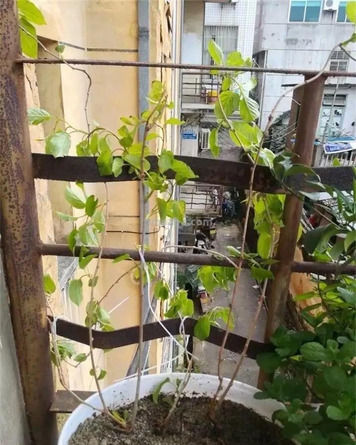 在家就能种的5种果，挂果率高，很好养，漂亮好吃，果子一串串