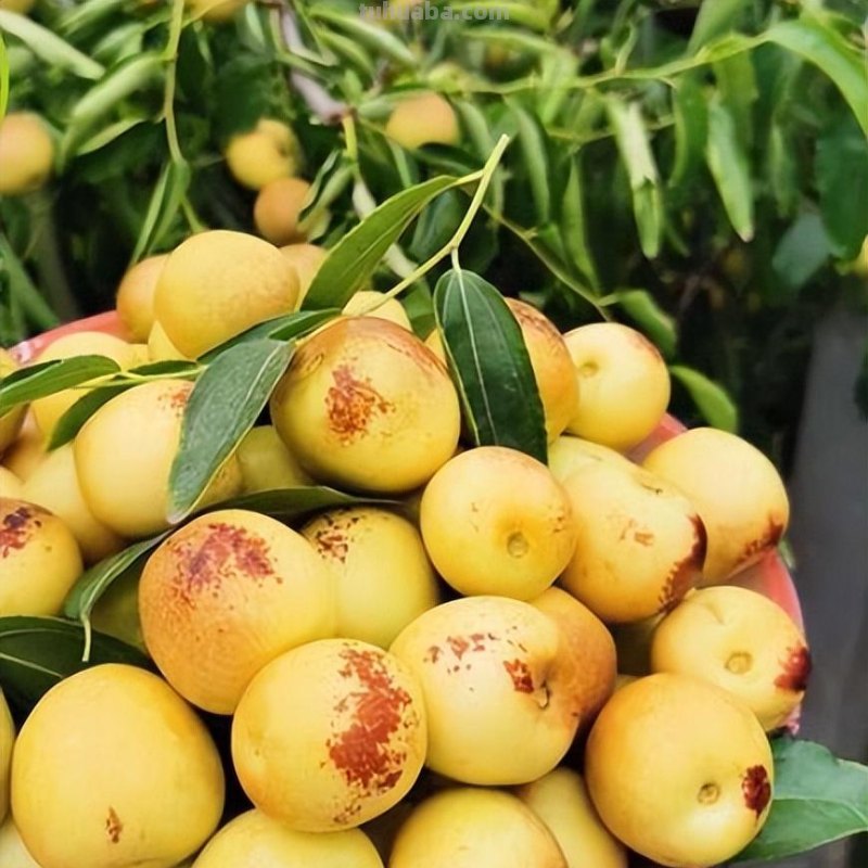 在家就能种的5种果，挂果率高，很好养，漂亮好吃，果子一串串