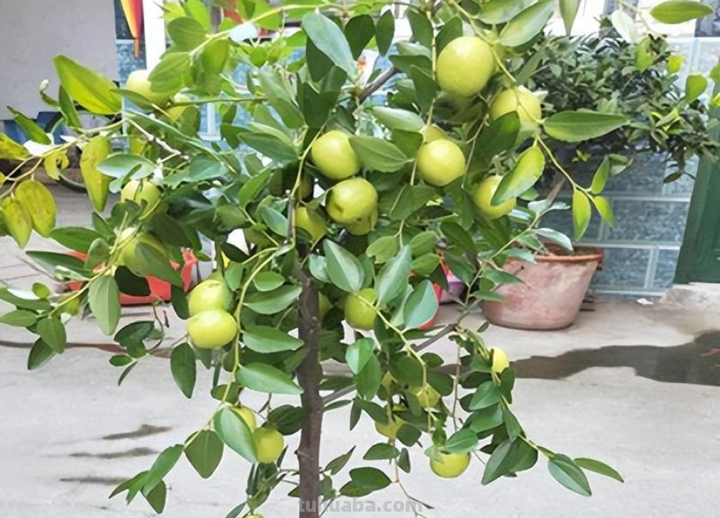 在家就能种的5种果，挂果率高，很好养，漂亮好吃，果子一串串