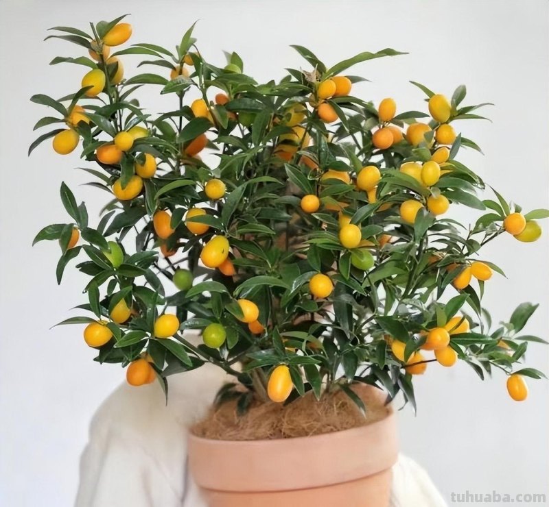 在家就能种的5种果，挂果率高，很好养，漂亮好吃，果子一串串