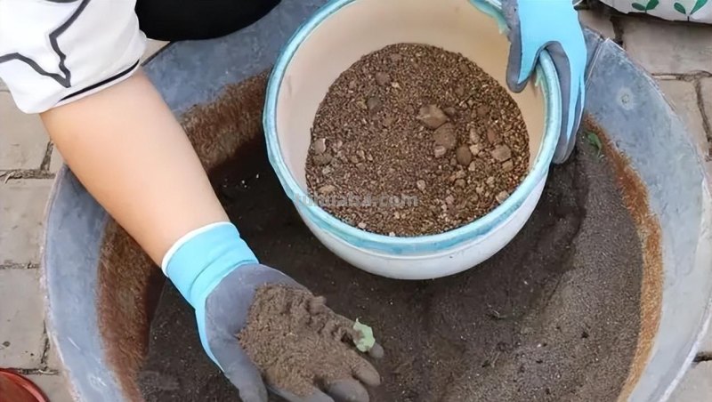 在家就能种的5种果，挂果率高，很好养，漂亮好吃，果子一串串