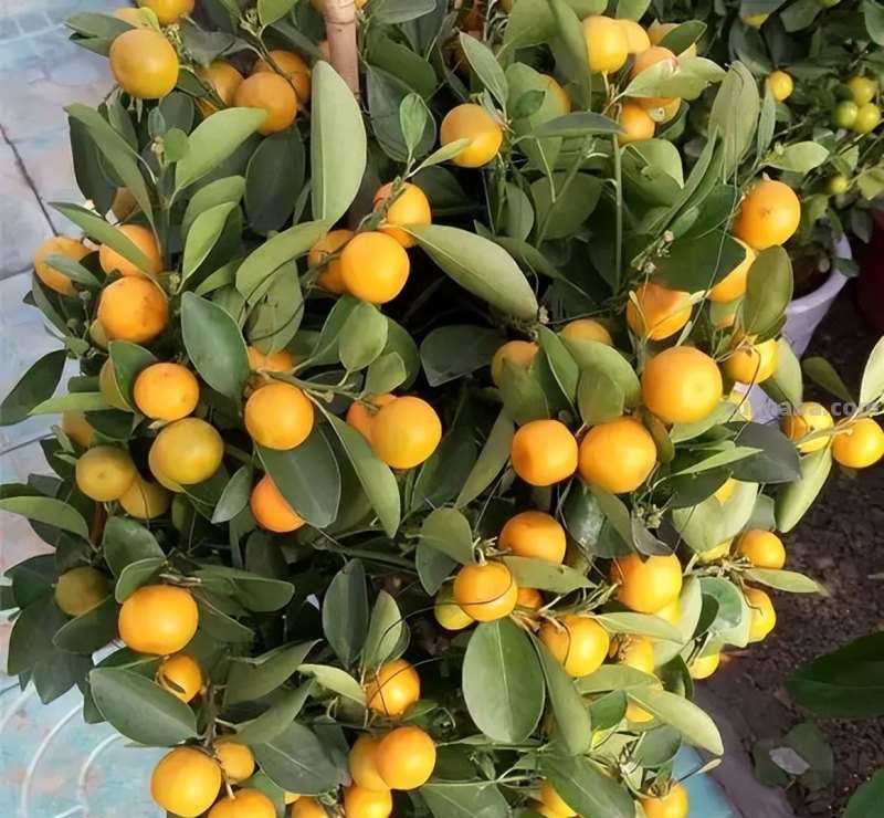 在家就能种的5种果，挂果率高，很好养，漂亮好吃，果子一串串