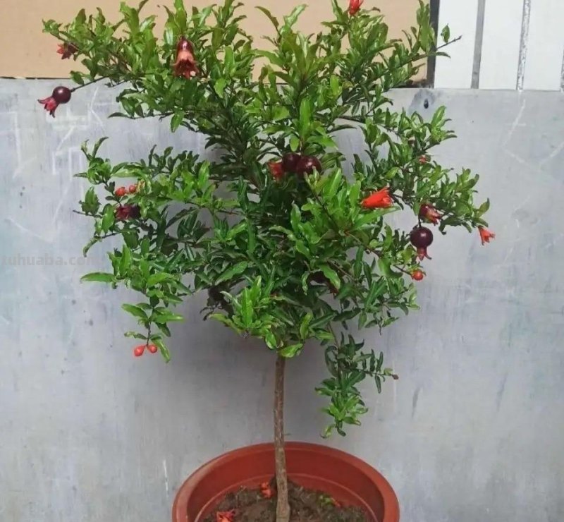 在家就能种的5种果，挂果率高，很好养，漂亮好吃，果子一串串