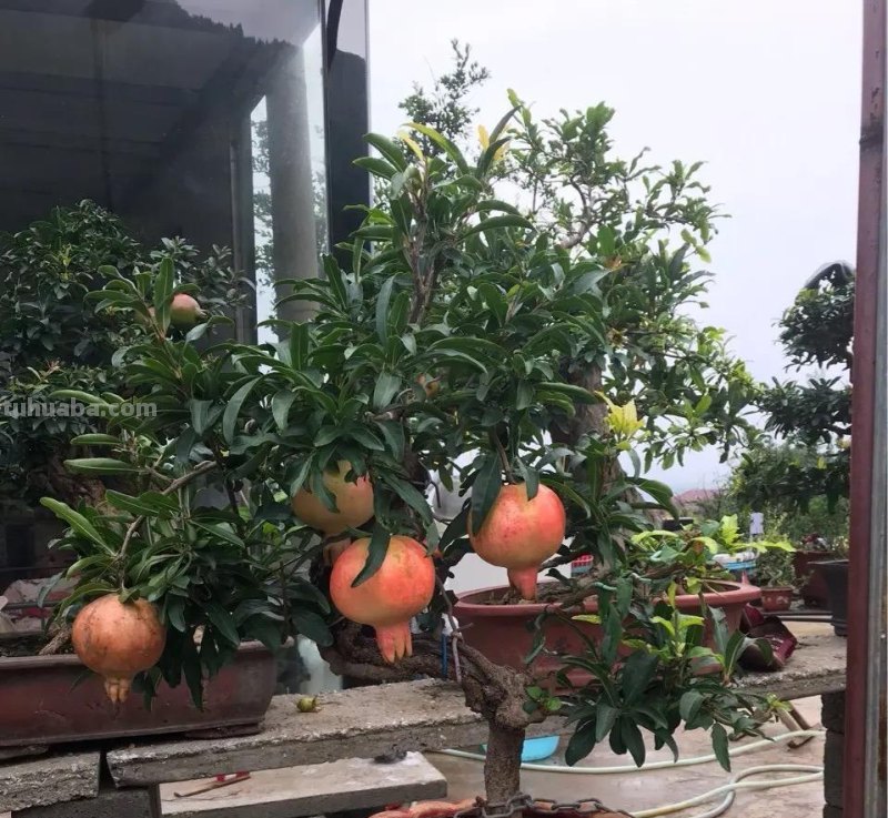 在家就能种的5种果，挂果率高，很好养，漂亮好吃，果子一串串