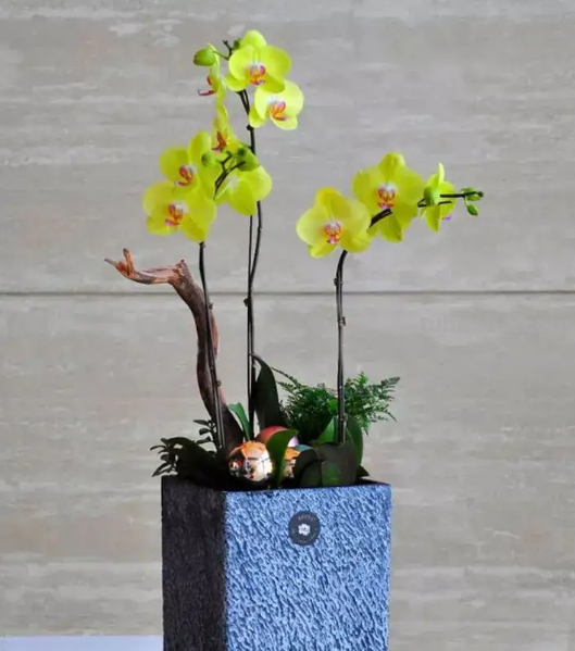 园艺师给大家介绍10种适合室内养的花卉盆栽，花开富贵四季平安