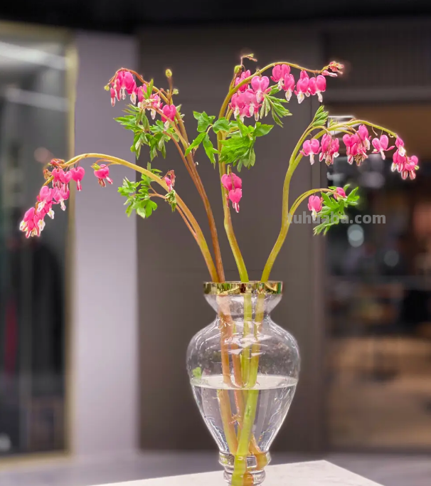 园艺师给大家介绍10种适合室内养的花卉盆栽，花开富贵四季平安