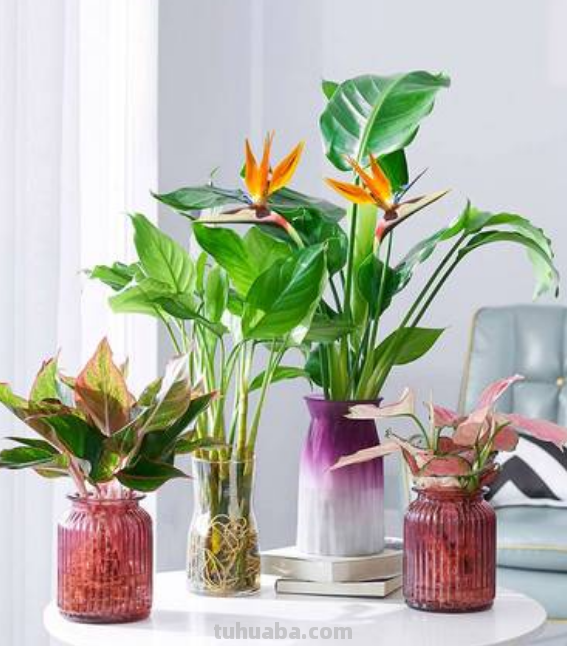 园艺师给大家介绍10种适合室内养的花卉盆栽，花开富贵四季平安