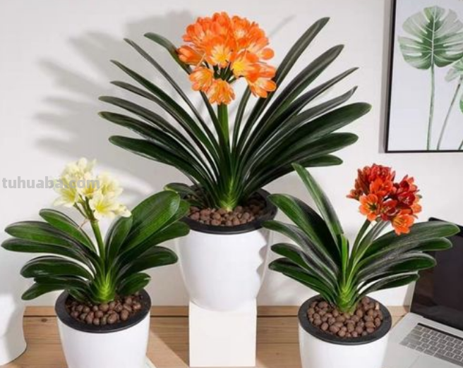 园艺师给大家介绍10种适合室内养的花卉盆栽，花开富贵四季平安