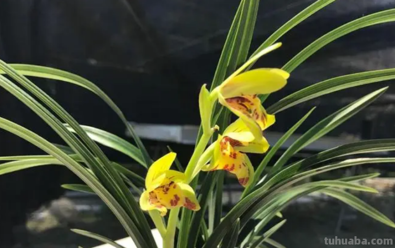 园艺师给大家介绍10种适合室内养的花卉盆栽，花开富贵四季平安