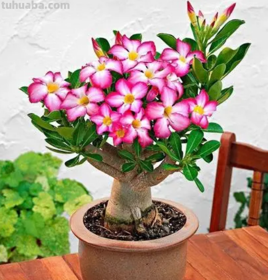 园艺师给大家介绍10种适合室内养的花卉盆栽，花开富贵四季平安