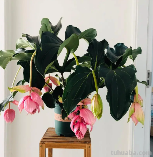 园艺师给大家介绍10种适合室内养的花卉盆栽，花开富贵四季平安