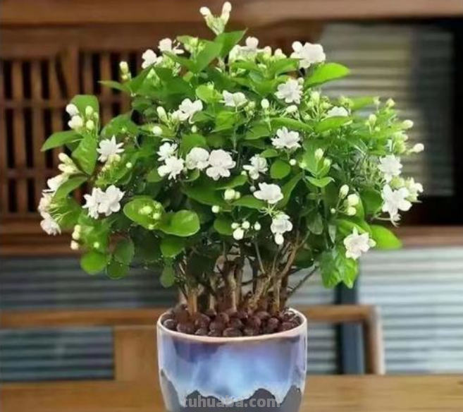 园艺师给大家介绍10种适合室内养的花卉盆栽，花开富贵四季平安