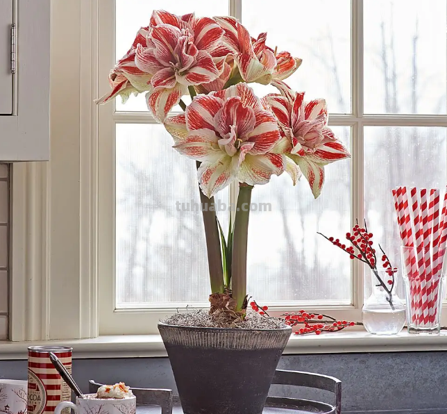 园艺师给大家介绍10种适合室内养的花卉盆栽，花开富贵四季平安