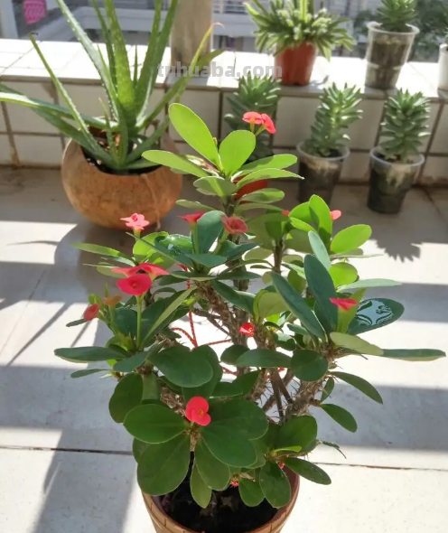 园艺师给大家介绍10种适合室内养的花卉盆栽，花开富贵四季平安