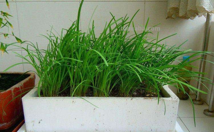 韭菜室内也能种植，照着种植，在家也能吃到新鲜韭菜