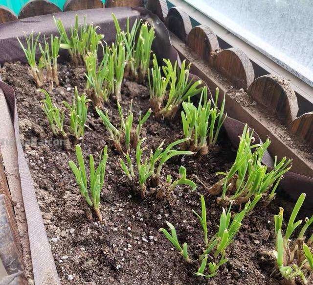 韭菜室内也能种植，照着种植，在家也能吃到新鲜韭菜