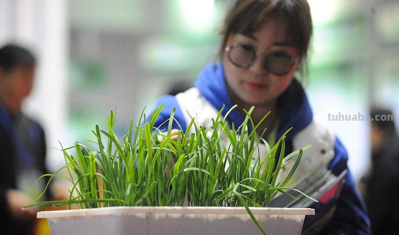 韭菜室内也能种植，照着种植，在家也能吃到新鲜韭菜