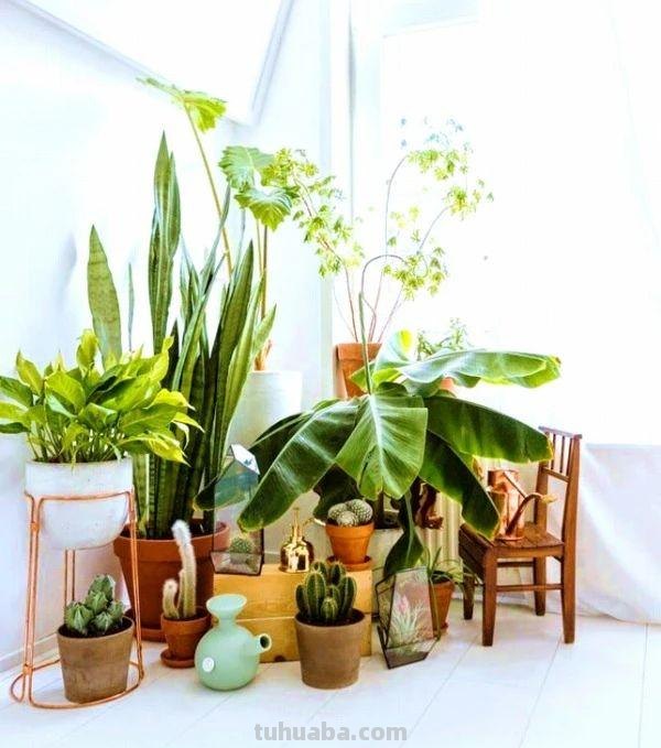 园艺新手养花做好7点，室内养护植物会变得轻松，增加植物存活率