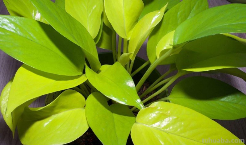 园艺新手养花做好7点，室内养护植物会变得轻松，增加植物存活率