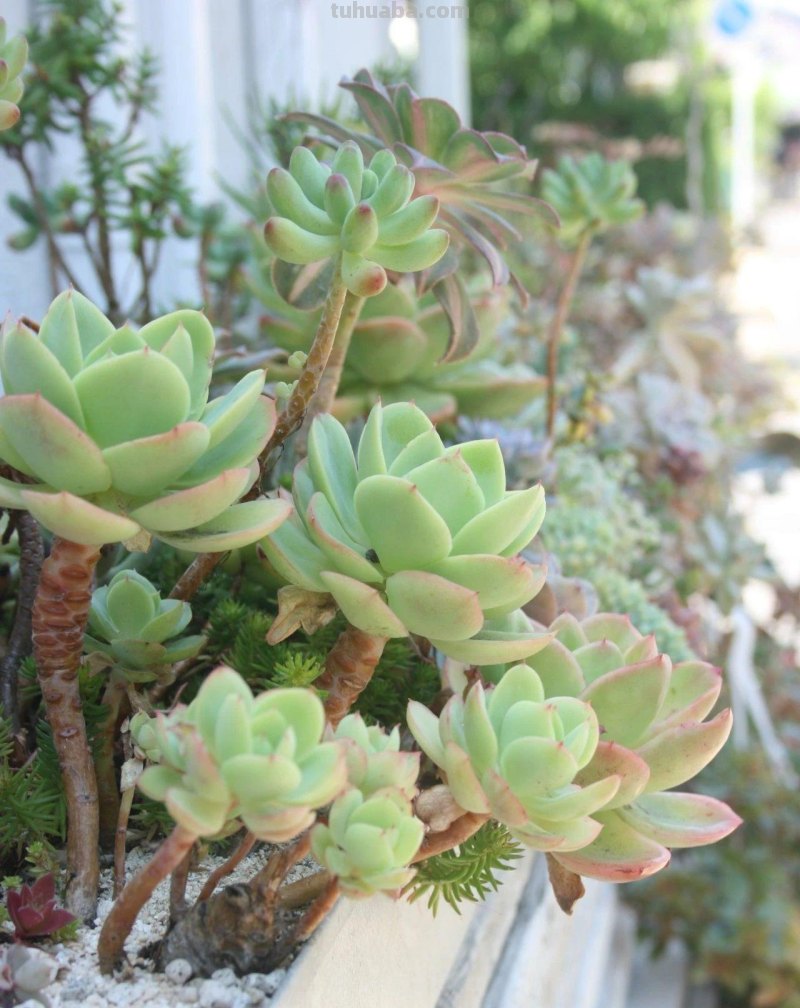 园艺新手养花做好7点，室内养护植物会变得轻松，增加植物存活率