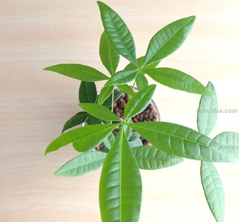 园艺新手养花做好7点，室内养护植物会变得轻松，增加植物存活率