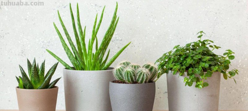 园艺新手养花做好7点，室内养护植物会变得轻松，增加植物存活率