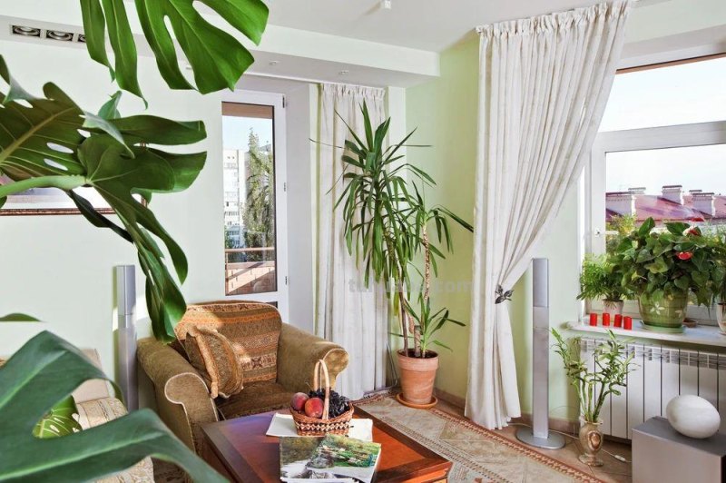 园艺新手养花做好7点，室内养护植物会变得轻松，增加植物存活率