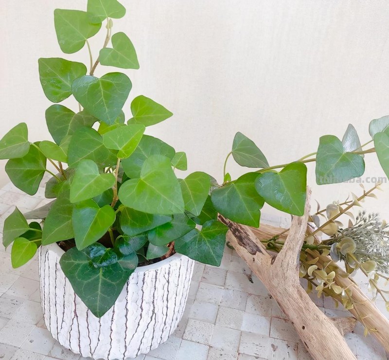 园艺新手养花做好7点，室内养护植物会变得轻松，增加植物存活率