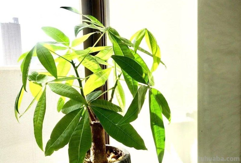 园艺新手养花做好7点，室内养护植物会变得轻松，增加植物存活率