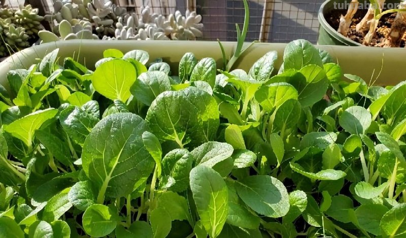 家庭如何种植小白菜？简单3步，长得快绿油油，不停有青菜吃