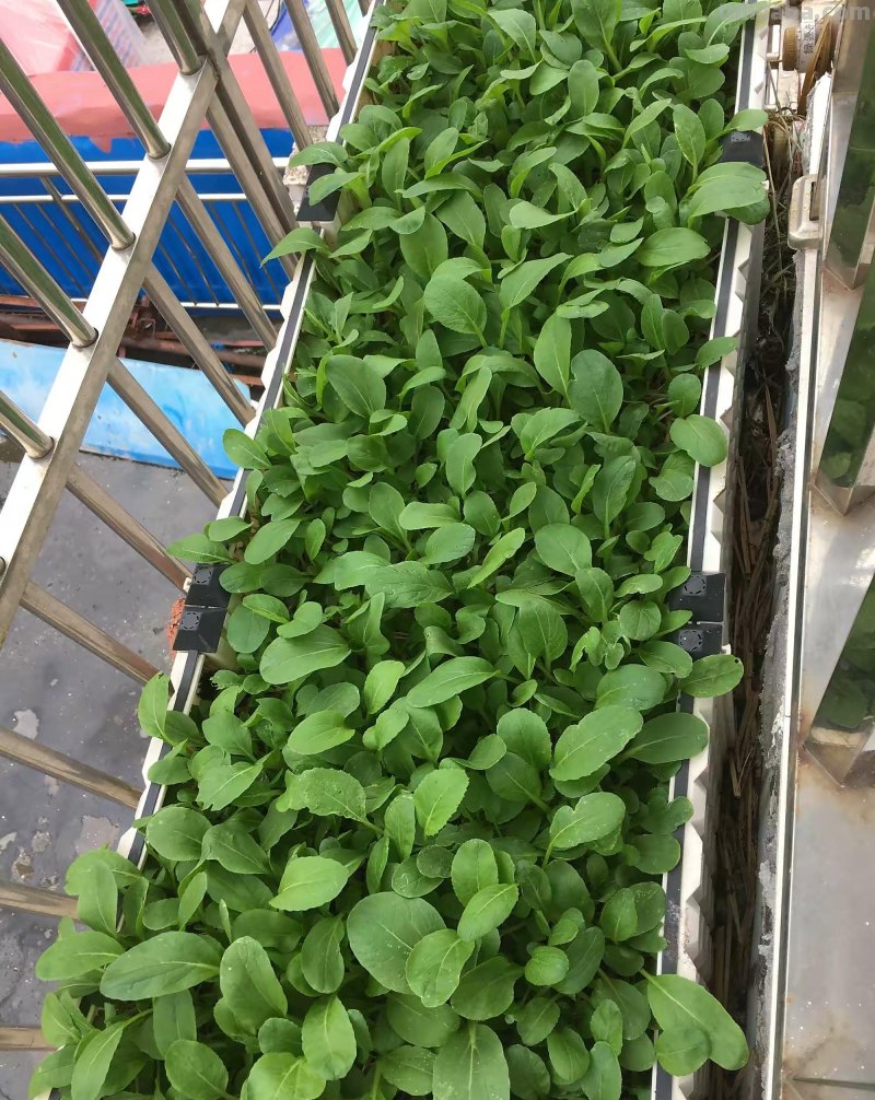 家庭如何种植小白菜？简单3步，长得快绿油油，不停有青菜吃