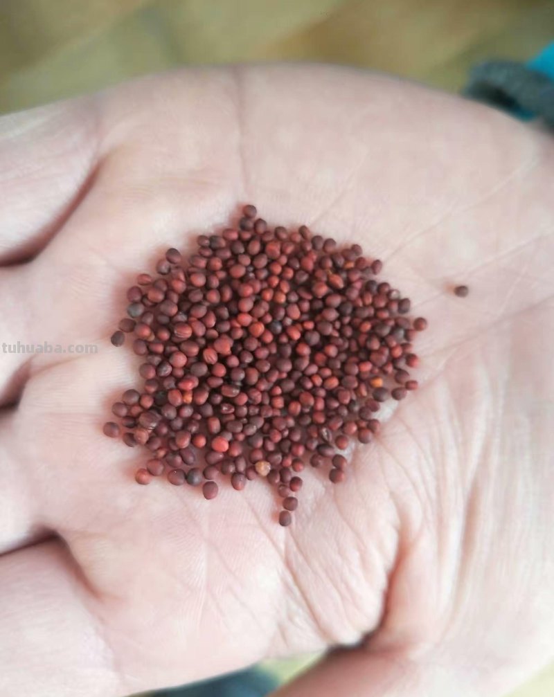 家庭如何种植小白菜？简单3步，长得快绿油油，不停有青菜吃