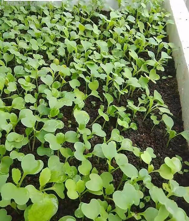 家庭如何种植小白菜？简单3步，长得快绿油油，不停有青菜吃