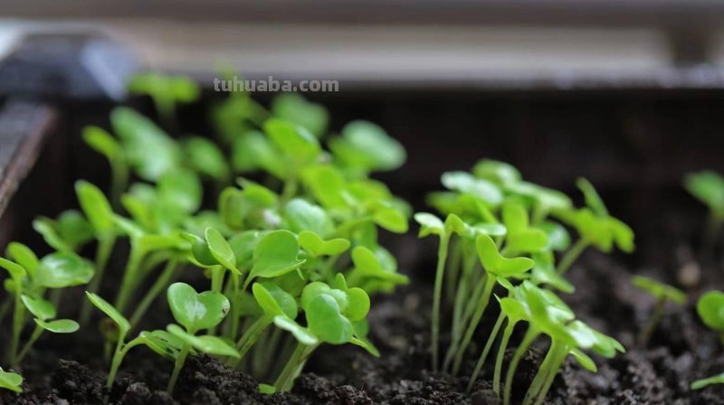 家庭如何种植小白菜？简单3步，长得快绿油油，不停有青菜吃