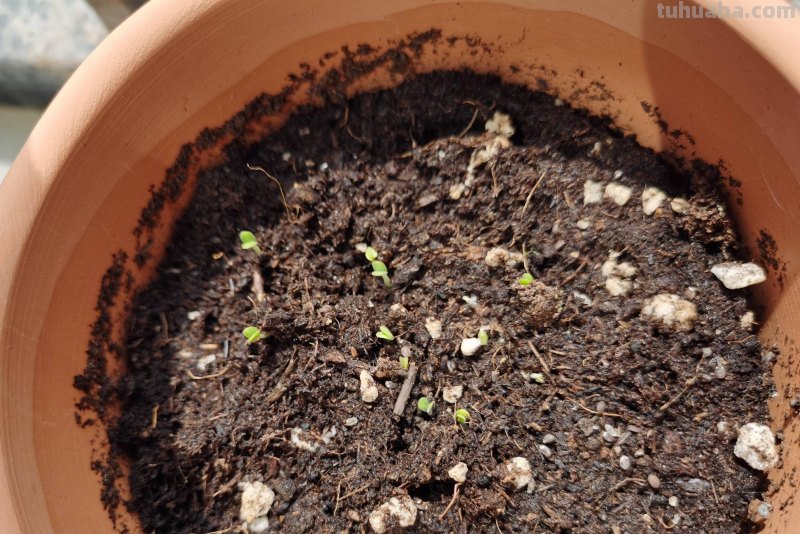 家庭如何种植小白菜？简单3步，长得快绿油油，不停有青菜吃