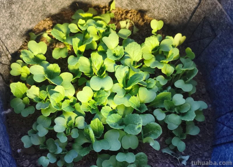 家庭如何种植小白菜？简单3步，长得快绿油油，不停有青菜吃