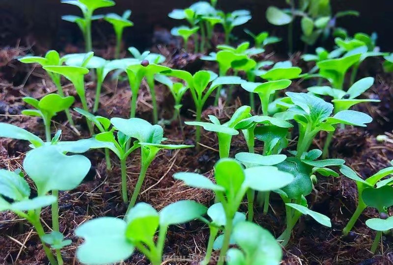 家庭如何种植小白菜？简单3步，长得快绿油油，不停有青菜吃