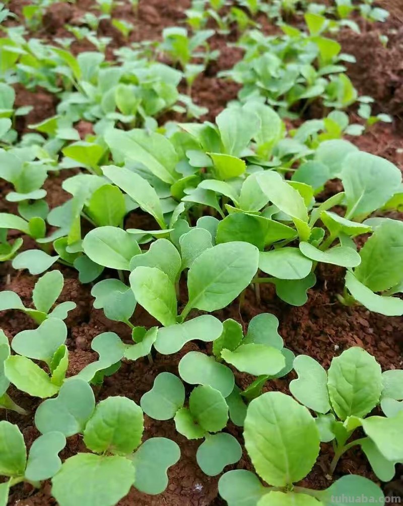 家庭如何种植小白菜？简单3步，长得快绿油油，不停有青菜吃