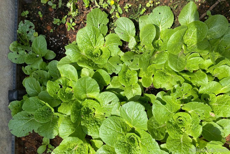 家庭如何种植小白菜？简单3步，长得快绿油油，不停有青菜吃