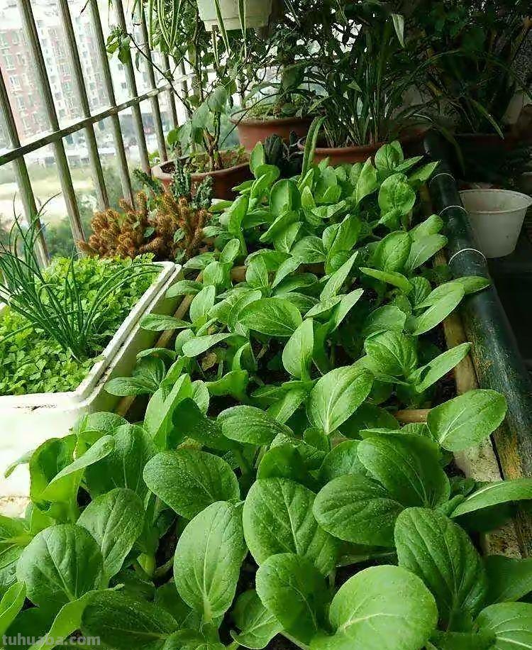 家庭如何种植小白菜？简单3步，长得快绿油油，不停有青菜吃