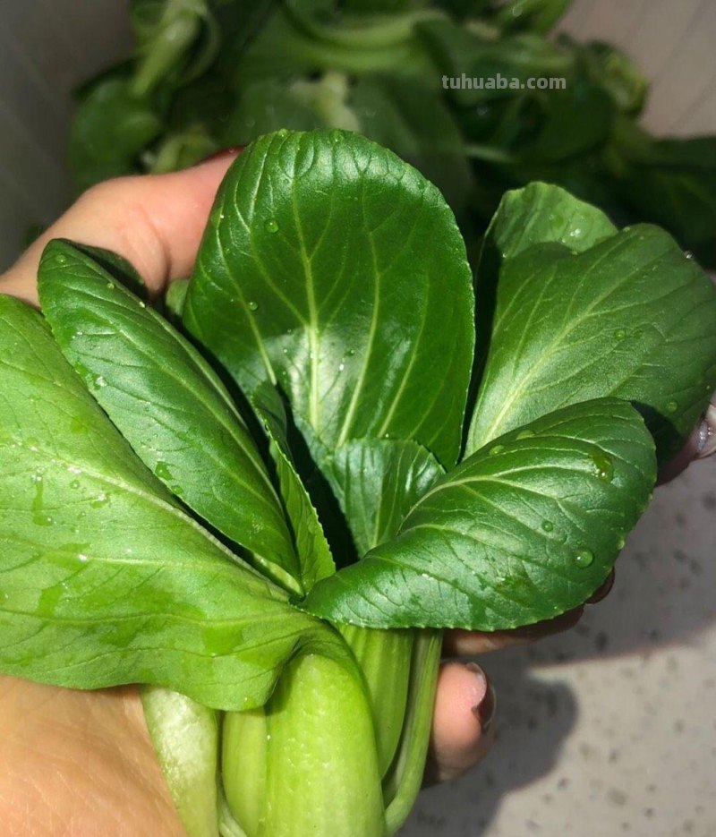 家庭如何种植小白菜？简单3步，长得快绿油油，不停有青菜吃