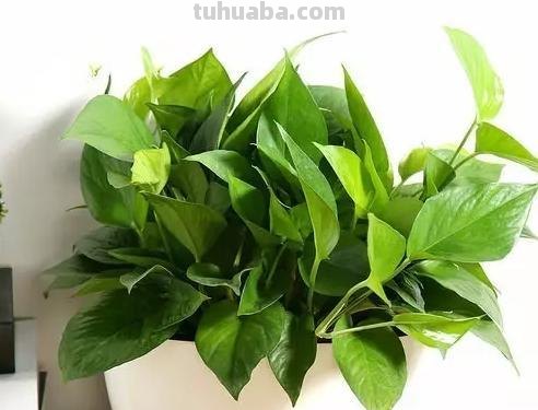 常见植物的花语大全，别再送错花了
