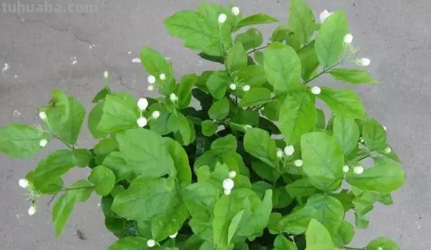 常见植物的花语大全，别再送错花了