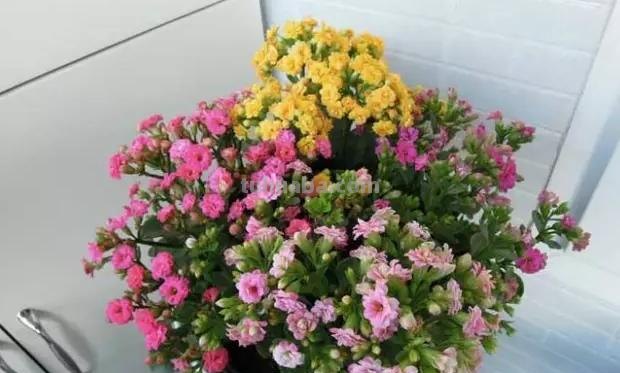 常见植物的花语大全，别再送错花了