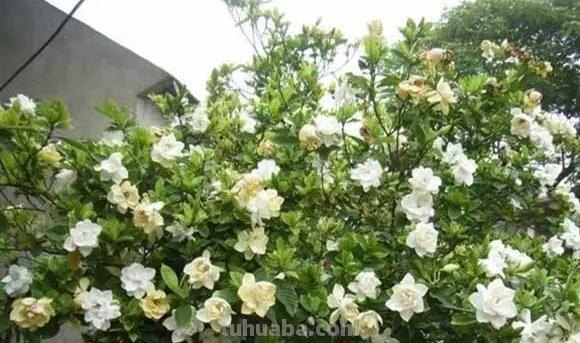 常见植物的花语大全，别再送错花了
