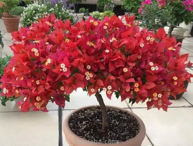 常见植物的花语大全，别再送错花了