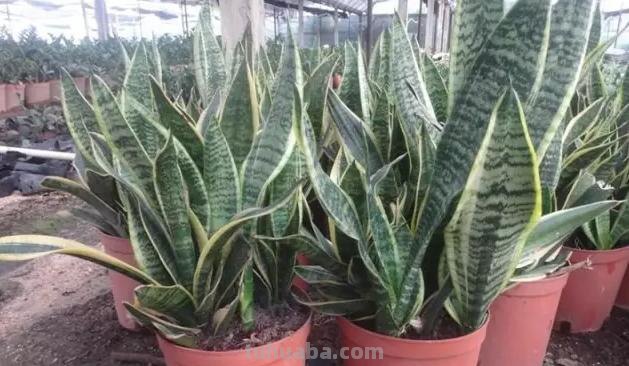 常见植物的花语大全，别再送错花了